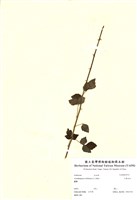 藏品(三葉五加)的圖片